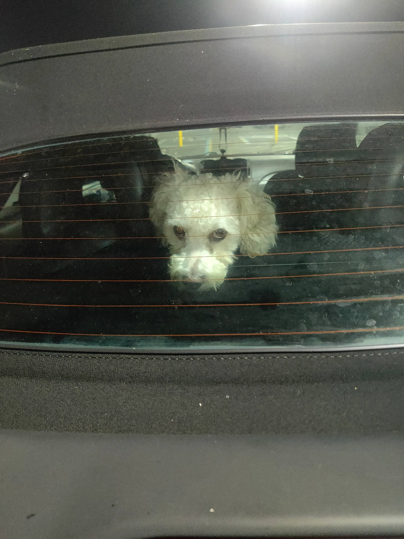 Cinnamon joined the competition — help win amazing prizes! automotive_design, automotive_exterior, automotive_lighting, automotive_mirror, automotive_tire, bumper, car, carnivore, companion_dog, dog, dog_breed, grille, hood, motor_vehicle, personal_luxury_car, tints_and_shades, vehicle, vehicle_door, window, windscreen_wiper