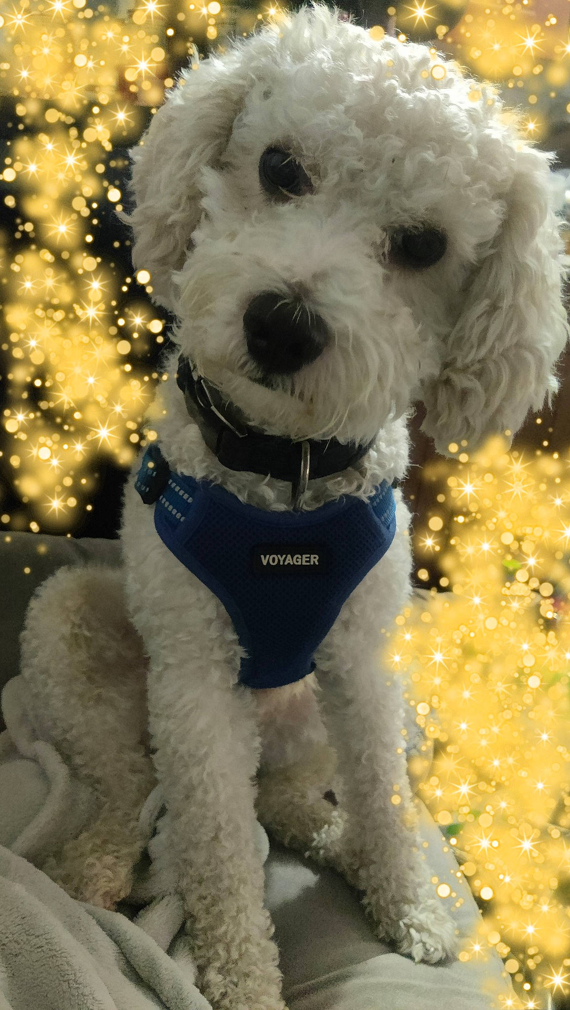 Cinnamon joined the competition — help win amazing prizes! canidae, carnivore, collar, companion_dog, dog, dog_breed, dog_clothes, dog_collar, dog_supply, fur, labradoodle, pet_supply, poodle, small_terrier, snout, sporting_group, terrier, toy_dog, water_dog, working_animal