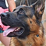 Spoum participe au concours pour gagner de l'argent avec cette photo : dog, german_shepherd, animal, pet, tongue_out, ears_up, fur, collar, canine, mammal, outdoor, happy, alert, portrait, close_up, brown, black, person, summer, daylight