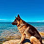 Spoum participe au concours pour gagner de l'argent avec cette photo : dog, german_shepherd, animal, water, ocean, rock, outdoor, sky, blue_sky, sea, pet, canine, nature, sunlight, sitting, profile, fur, daytime, calm, landscape