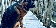 Spoum a rejoint le concours — aidez-le/la à gagner de superbes lots ! dog, german_shepherd, snow, bridge, wooden_bridge, outdoor, winter, animal, pet, canine, fur, nature, cold, frost, footprints, quiet, trees, daylight, animal_portrait, sitting