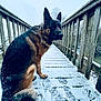 animal, animal_portrait, bridge, canine, cold, daylight, dog, footprints, frost, fur, german_shepherd, nature, outdoor, pet, quiet, sitting, snow, trees, winter, wooden_bridge