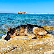 Spoum participe au concours pour gagner de l'argent avec cette photo : dog, german_shepherd, rock, sea, water, outdoor, nature, sunlight, animal, relaxing, resting, coast, shore, blue_sky, calm, summer, pet, mammal, landscape, scenic