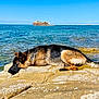 animal, blue_sky, calm, coast, dog, german_shepherd, landscape, mammal, nature, outdoor, pet, relaxing, resting, rock, scenic, sea, shore, summer, sunlight, water