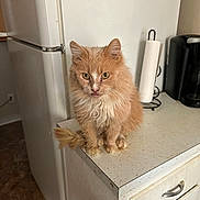 Mittens is registered to the contest to win money with this photo: appliance, cabinet, cat, coffee_maker, corner, countertop, curious, domestic_animal, feline, fluffy, fur, ginger_cat, household, indoor, kitchen, paper_towel_holder, pet, refrigerator, sitting, whiskers