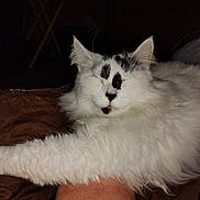 Faith is registered to the contest to win money with this photo: animal, black_markings, cat, closeup, cozy, cute, domestic_animal, feline, fluffy, fur, indoor, mammal, paw, pet, portrait, relaxed, resting, sleepy, whiskers, white