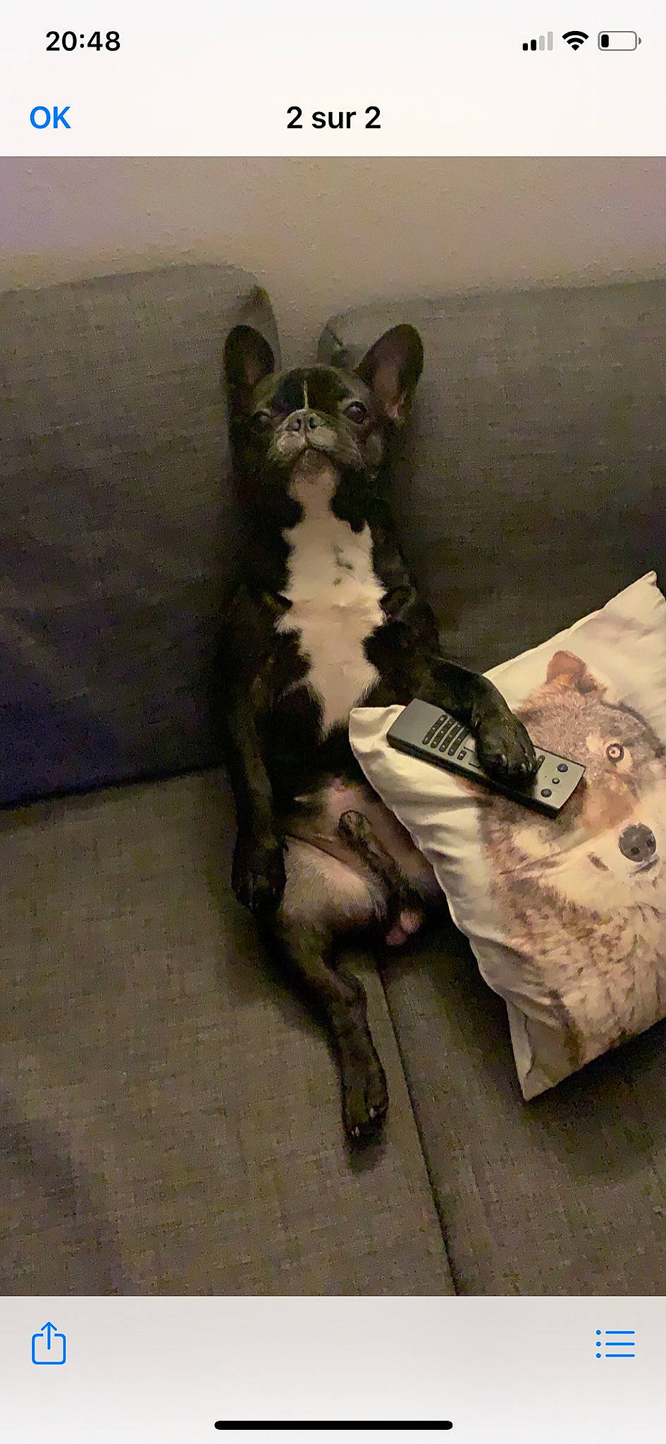 Pumba participe au concours pour gagner de l'argent avec cette photo : boston_terrier, canidae, carnivore, cat, dog, dog_breed, fawn, felidae, french_bulldog, kitten, mammal, non_sporting_group, tail, vertebrate, whiskers