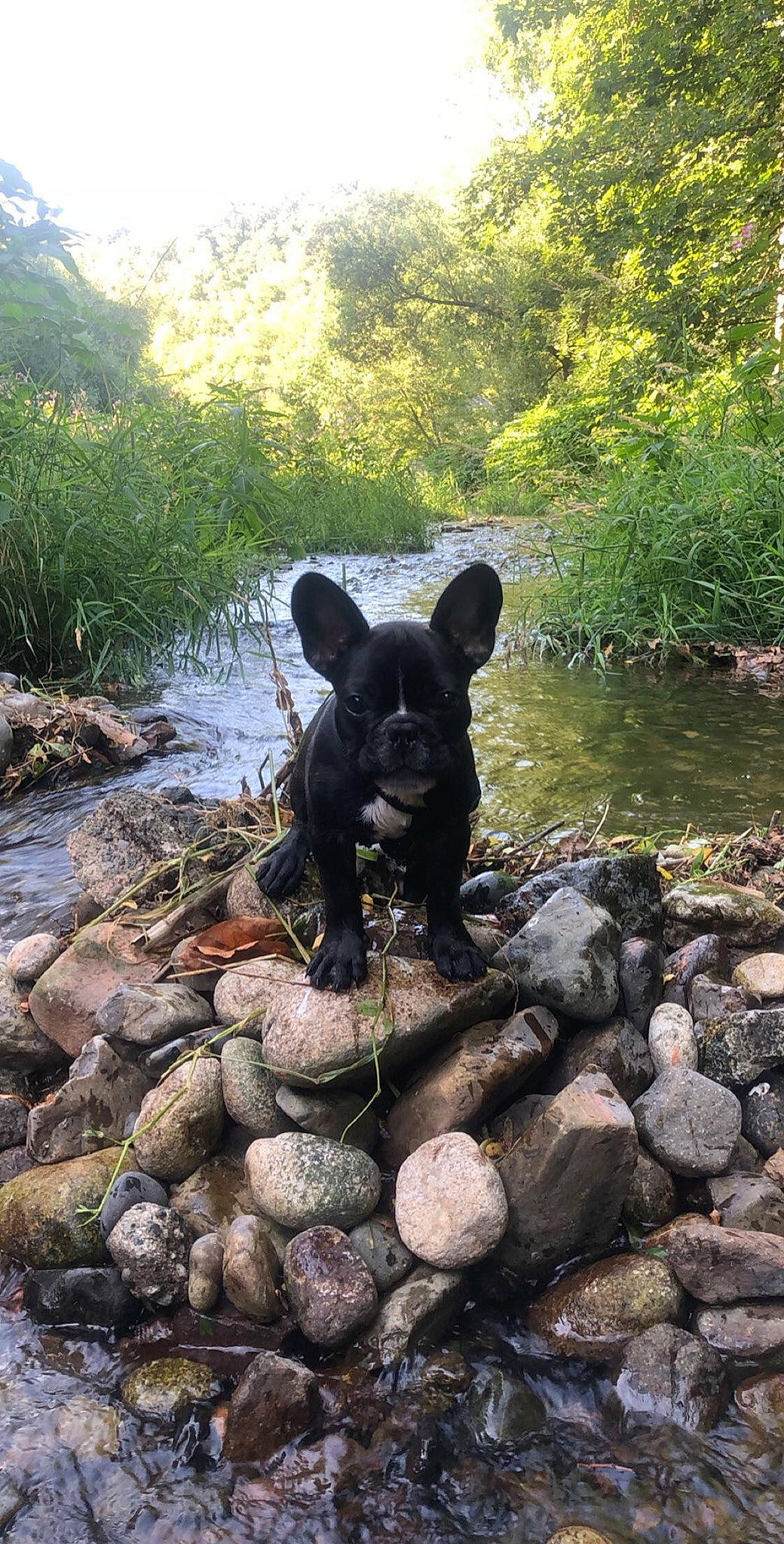 Pumba a rejoint le concours — aidez-le/la à gagner de superbes lots ! adventure, bulldog, canidae, carnivore, dog, dog_breed, fawn, french_bulldog, non_sporting_group, rock, snout, wildlife