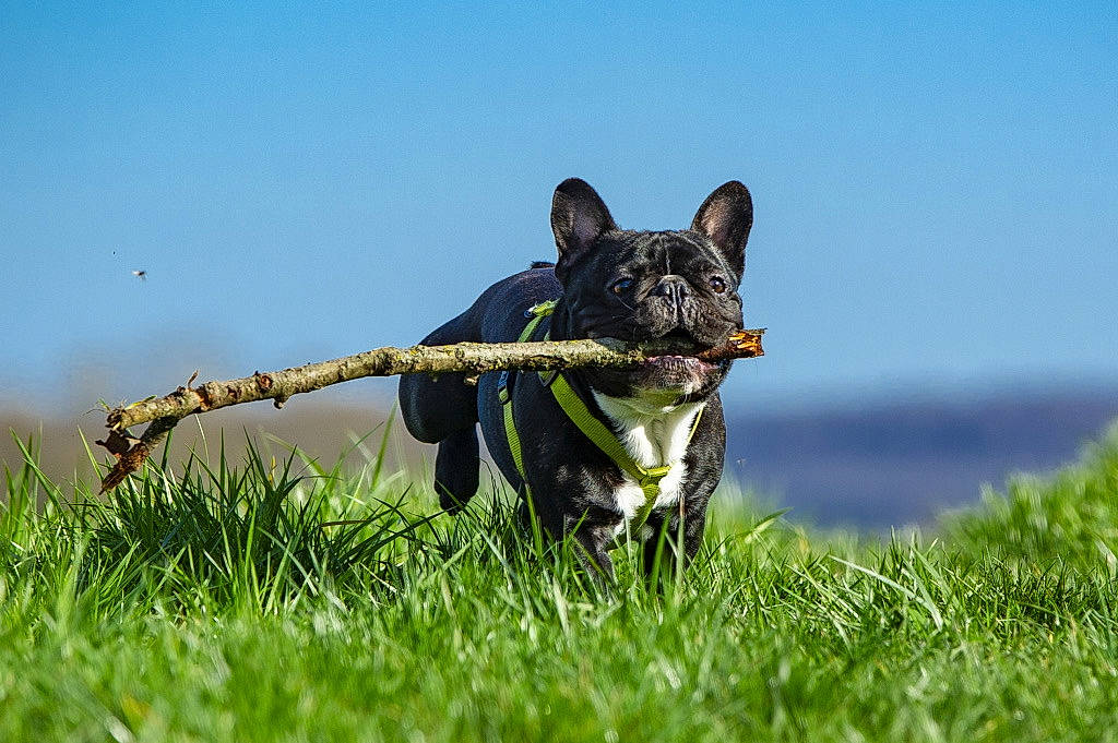 Pumba participe au concours pour gagner de l'argent avec cette photo : australian_kelpie, canidae, carnivore, dog, dog_breed, dog_collar, french_bulldog, grass, hunting_dog, lawn, leash, mammal, non_sporting_group, snout, sporting_group, vertebrate