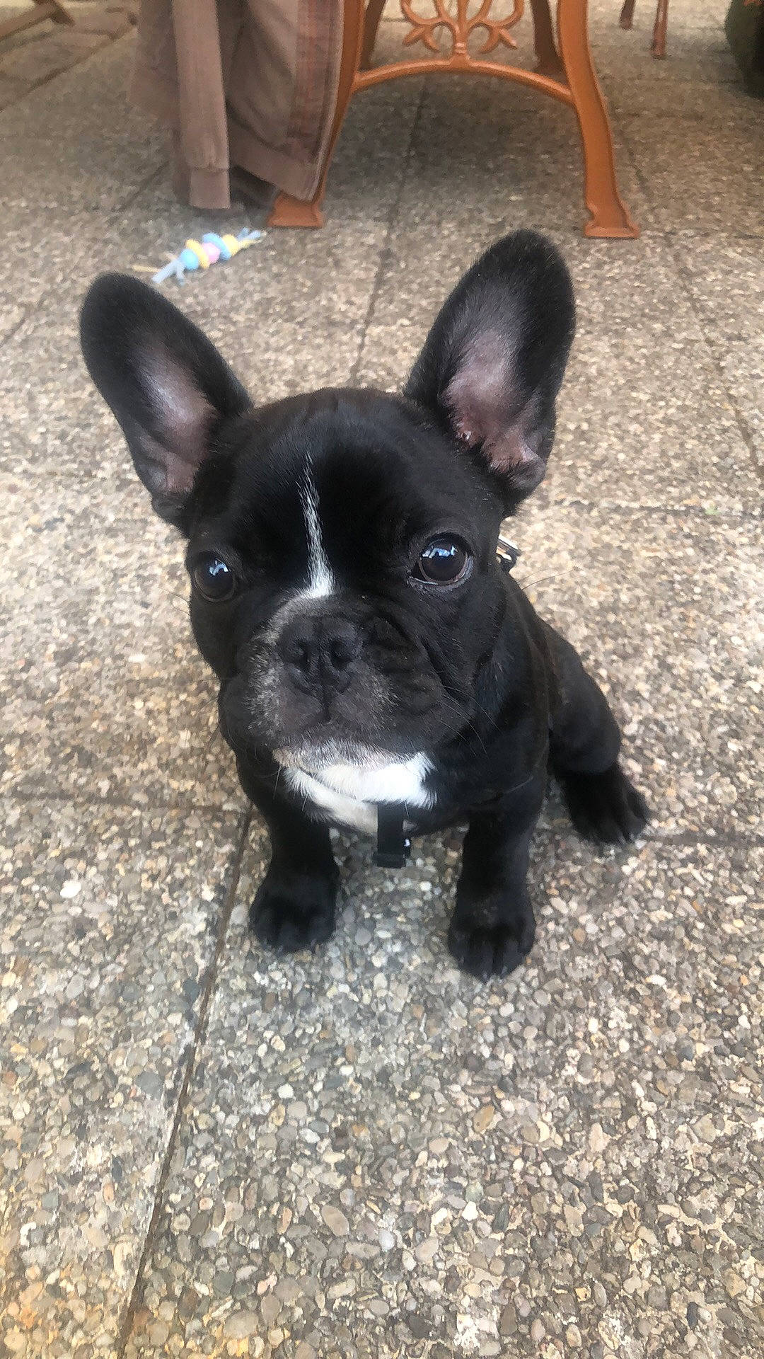 Pumba participe au concours pour gagner de l'argent avec cette photo : boston_terrier, bulldog, canidae, carnivore, companion_dog, dog, dog_breed, ear, fawn, french_bulldog, mammal, molosser, non_sporting_group, puppy, rare_breed_dog, snout, sporting_group, toy_bulldog, vertebrate