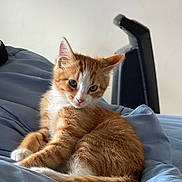 Zane joined the competition — help win amazing prizes! cat, kitten, ginger_cat, white_fur, tabby, animal, pet, portrait, sitting, bed, bedroom, blanket, blue_bedding, chair, indoor, home, cute, ears, whiskers, tail