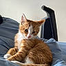 cat, kitten, ginger_cat, white_fur, tabby, animal, pet, portrait, sitting, bed, bedroom, blanket, blue_bedding, chair, indoor, home, cute, ears, whiskers, tail
