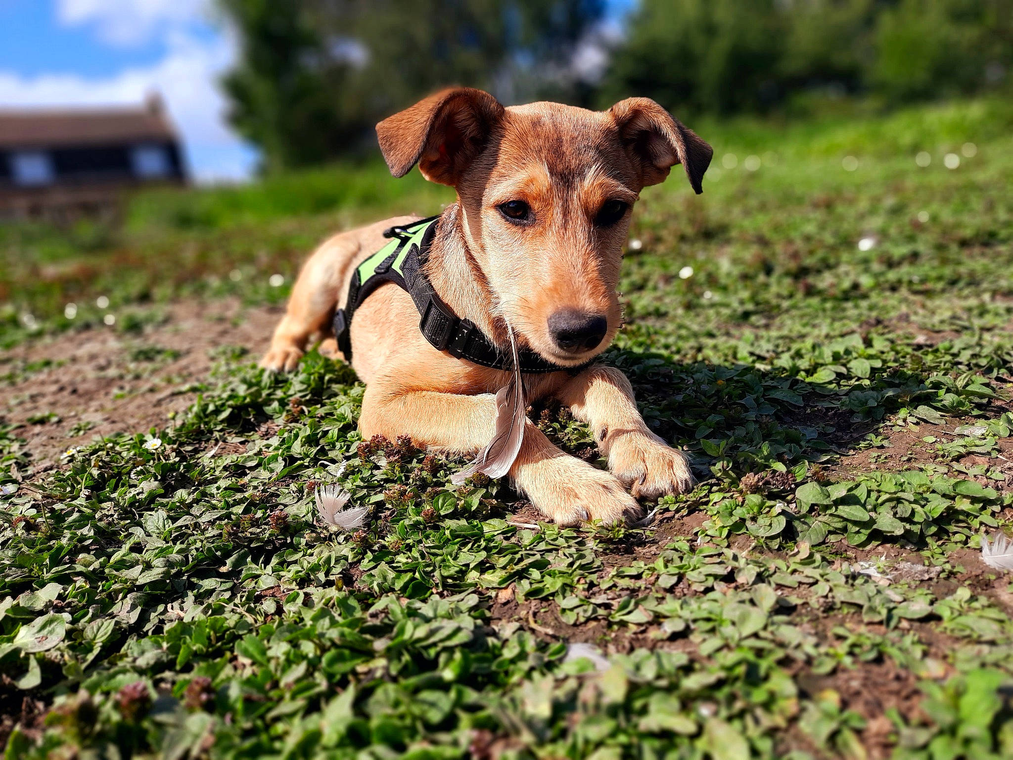 Ben a rejoint le concours — aidez-le/la à gagner de superbes lots ! canidae, carnivore, cloud, collar, companion_dog, dog, dog_breed, dog_collar, fawn, grass, grassland, groundcover, landscape, plant, sky, snout, soil, sporting_group, tree, working_animal
