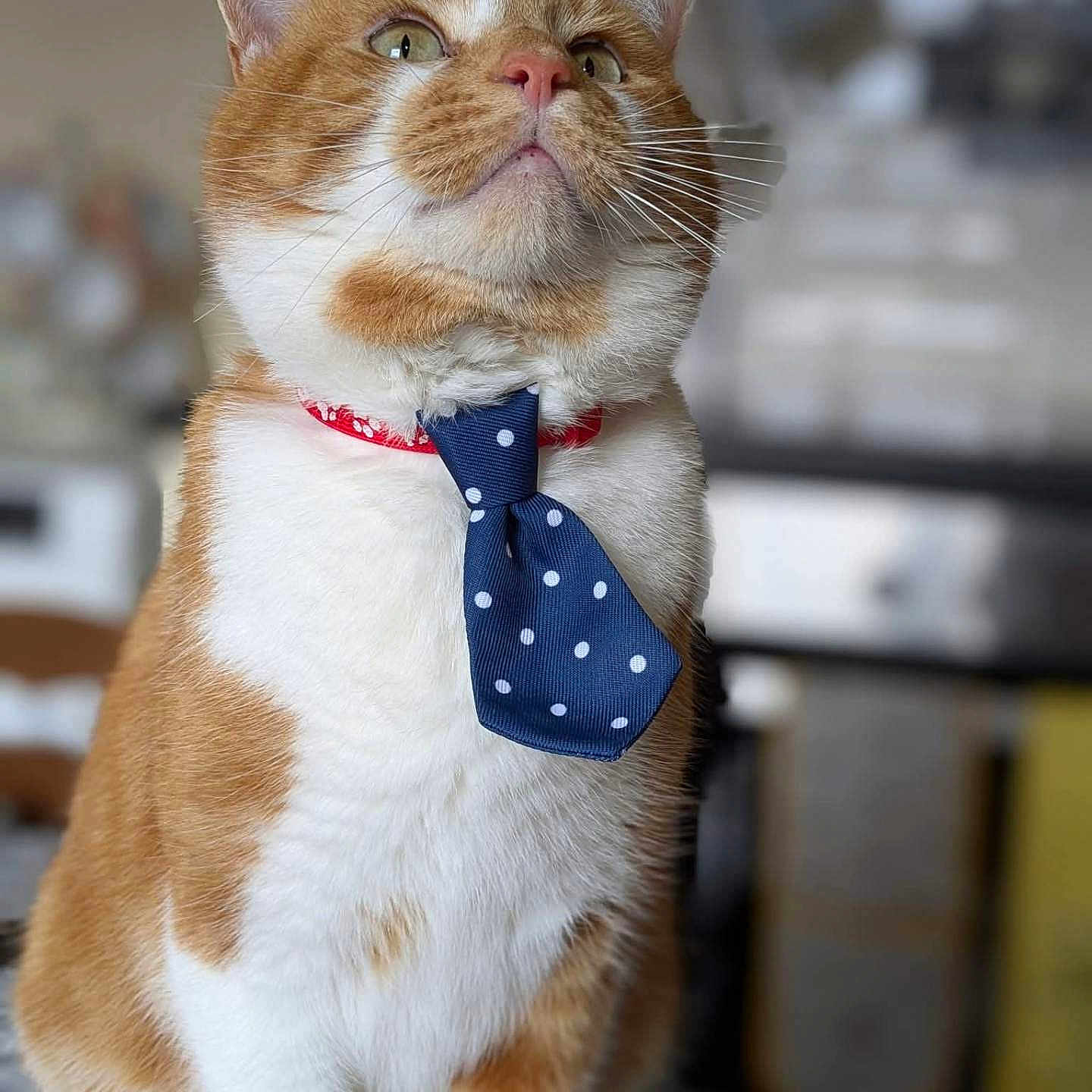 Henry joined the competition — help win amazing prizes! abyssinian, accessories, animal, bandana, bowtie, cat, collar, couch, formalwear, furniture, headband, kitten, leash, manx, necktie, pattern, pet, snout, strap, tie