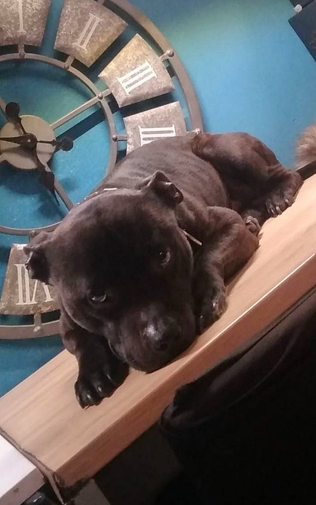 Link participe au concours pour gagner de l'argent avec cette photo : canidae, carnivore, comfort, companion_dog, dog, dog_breed, fawn, fur, guard_dog, liver, mammal, metal, retriever, sculpture, sporting_group, table, vertebrate, window, wood, working_animal