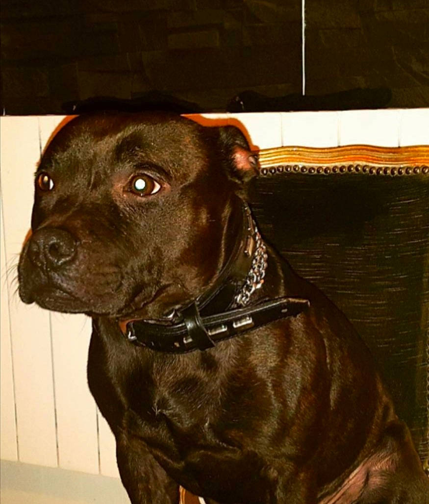 Link participe au concours pour gagner de l'argent avec cette photo : borador, brown, canidae, carnivore, collar, companion_dog, dog, dog_breed, dog_collar, eye, fawn, fur, guard_dog, gun_dog, liver, pet_supply, rectangle, sporting_group, whiskers, working_animal