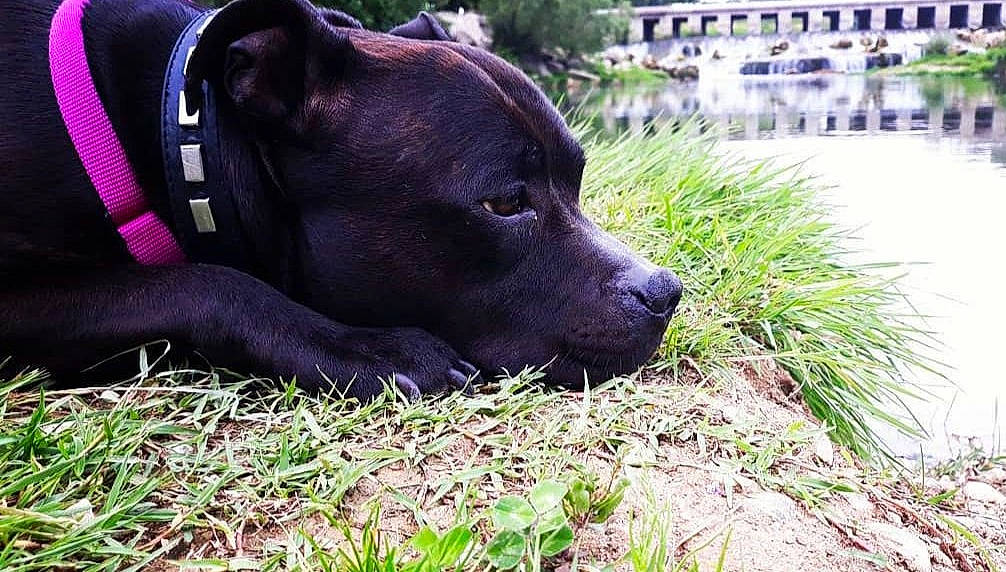 Link a rejoint le concours — aidez-le/la à gagner de superbes lots ! borador, building, carnivore, collar, companion_dog, dog, dog_breed, dog_collar, fawn, grass, guard_dog, personal_protective_equipment, plant, snout, sporting_group, terrestrial_animal, tree, whiskers, window, working_animal