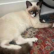 Cleo is registered to the contest to win money with this photo: animal, blue_eyes, cat, curious, floor, fur, furniture_leg, home, indoor, looking, mammal, patterned_rug, paw, pet, relaxed, resting, rug, siamese_cat, tail, whiskers