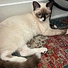 animal, blue_eyes, cat, curious, floor, fur, furniture_leg, home, indoor, looking, mammal, patterned_rug, paw, pet, relaxed, resting, rug, siamese_cat, tail, whiskers