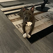 Meyko participe au concours pour gagner de l'argent avec cette photo : dog, indoor, living_room, rug, table, plant, candle, wood_floor, pet, brown_dog, white_patch, relaxed, modern, decor, home, furniture, flooring, animal, resting, cozy