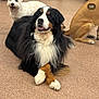 dog, bernese_mountain_dog, crossed_paws, black_fur, white_fur, brown_fur, three_dogs, indoor, floor, carpet, pet, animal, canine, lying_down, relaxed, fluffy, friendly, happy, group, portrait