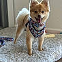 dog, pomeranian, fluffy, harness, bow_tie, happy, indoor, rug, carpet, pet, animal, cute, small_dog, standing, fur, ears, tail, leash, smile, playful