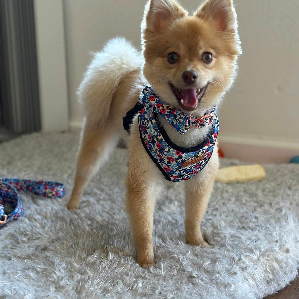 Kiki is registered to the contest to win money with this photo: animal, bow_tie, carpet, cute, dog, ears, fluffy, fur, happy, harness, indoor, leash, pet, playful, pomeranian, rug, small_dog, smile, standing, tail