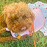 Lia is registered to the contest to win money with this photo: dog, poodle, curly_fur, brown_fur, pink_sweater, heart_pattern, pet_clothing, orange_leash, dog_tags, grass, outdoor, park, lying_down, fluffy, small_dog, collar, fashionable, close_up, leaf, cute