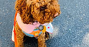 Lia is registered to the contest to win money with this photo: dog, puppy, curly_hair, brown_fur, pink_harness, orange_leash, bow, collar, dog_tag, walking, outdoor, pavement, asphalt, portrait, pet, companion_animal, standing, sunlight, cute, fashionable