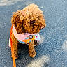 dog, puppy, curly_hair, brown_fur, pink_harness, orange_leash, bow, collar, dog_tag, walking, outdoor, pavement, asphalt, portrait, pet, companion_animal, standing, sunlight, cute, fashionable