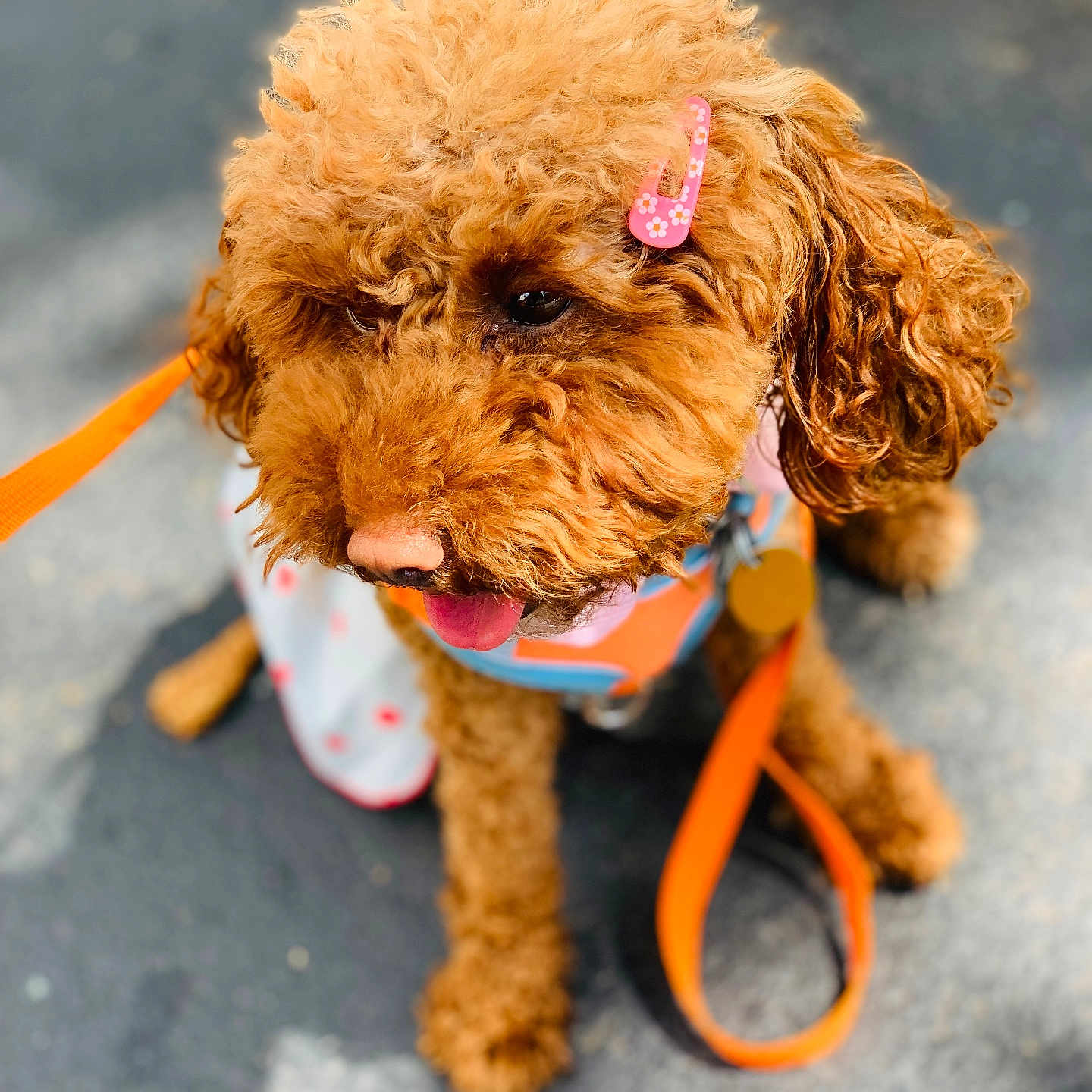 Lia joined the competition — help win amazing prizes! dog, poodle, curly_fur, apricot_fur, pet, animal, musical_note_hair_clip, hair_accessory, pink_accessory, orange_leash, harness, pet_clothing, tongue_out, sitting, outdoor, sidewalk, portrait, close_up, playful, cute