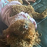 Lia is registered to the contest to win money with this photo: dog, curly_hair, small_dog, pink_clothing, outfit, upside_down, lying_down, couch, leather, indoor, pet, toy_dog, brown_fur, fluffy, relaxed, human_hand, closeup, portrait, funny, cozy