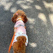 Lia is registered to the contest to win money with this photo: dog, dogs, puppy, puppies, poodle, curly_fur, brown_fur, small_dog, pet, animal, outdoor, sidewalk, walking, leash, harness, clothing, pink_outfit, heart_pattern, sunlight, top_down_view