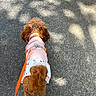dog, dogs, puppy, puppies, poodle, curly_fur, brown_fur, small_dog, pet, animal, outdoor, sidewalk, walking, leash, harness, clothing, pink_outfit, heart_pattern, sunlight, top_down_view