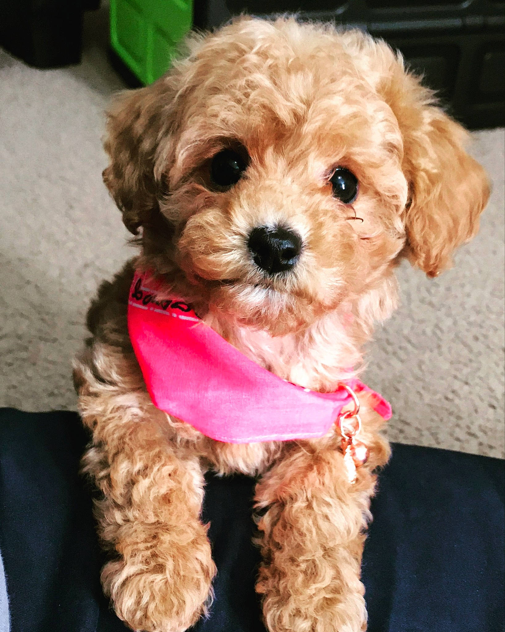 Pixi joined the competition — help win amazing prizes! canidae, carnivore, cavachon, cavapoo, cockapoo, companion_dog, dog, dog_breed, maltepoo, mammal, miniature_poodle, morkie, poodle_crossbreed, puppy, puppy_love, schnoodle, shih_poo, toy_poodle, vertebrate, yorkipoo