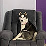 dog, siberian_husky, blue_eyes, pet, indoor, armchair, gray_chair, furniture, canine, seated, looking_at_camera, black_and_white_fur, pink_collar, living_room, resting, cute, alert, household, animal, portrait