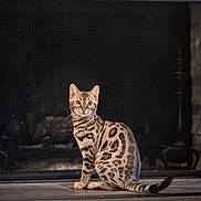 Silas joined the competition — help win amazing prizes! cat, bengal_cat, pet, animal, feline, sitting, portrait, striped_fur, spotted_fur, green_eyes, indoors, fireplace, hearth, stone, tile, tail, whiskers, alert, centered_composition, home_decor