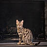 cat, bengal_cat, pet, animal, feline, sitting, portrait, striped_fur, spotted_fur, green_eyes, indoors, fireplace, hearth, stone, tile, tail, whiskers, alert, centered_composition, home_decor