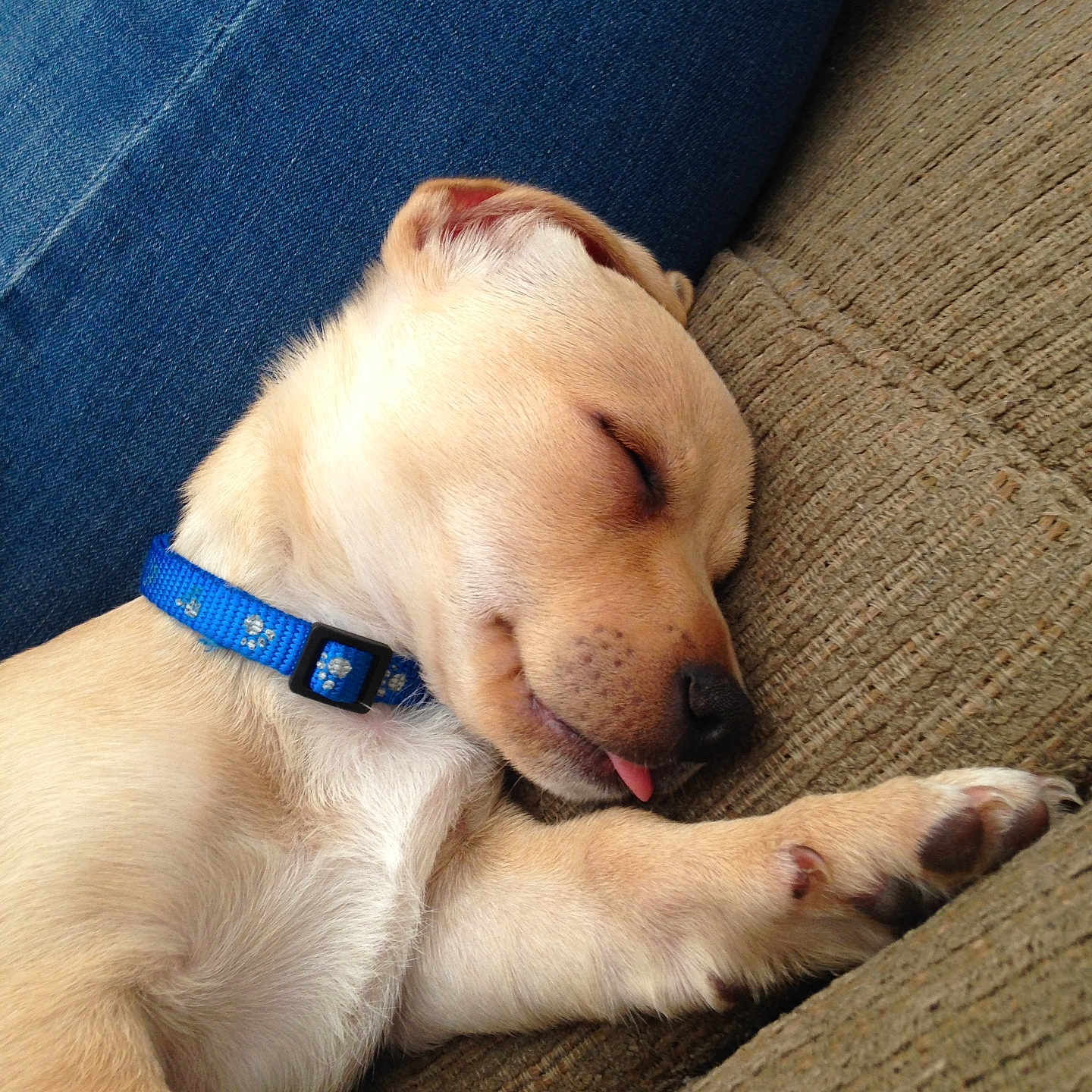 Kemp is registered to the contest to win money with this photo: animal, blue_collar, canine, close_up, couch, cozy, cute, dog, domestic_animal, fur, indoors, jeans, nap, pet, puppy, relaxation, resting, sleeping, tongue_out, young
