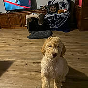 Sunni is registered to the contest to win money with this photo: dog, puppy, living_room, wooden_floor, television, tv_screen, pet_crate, dog_bed, blanket, star_logo, pillow, plush_toy, cabinet, painting, window, rug, furniture, cozy, indoor, home_decor