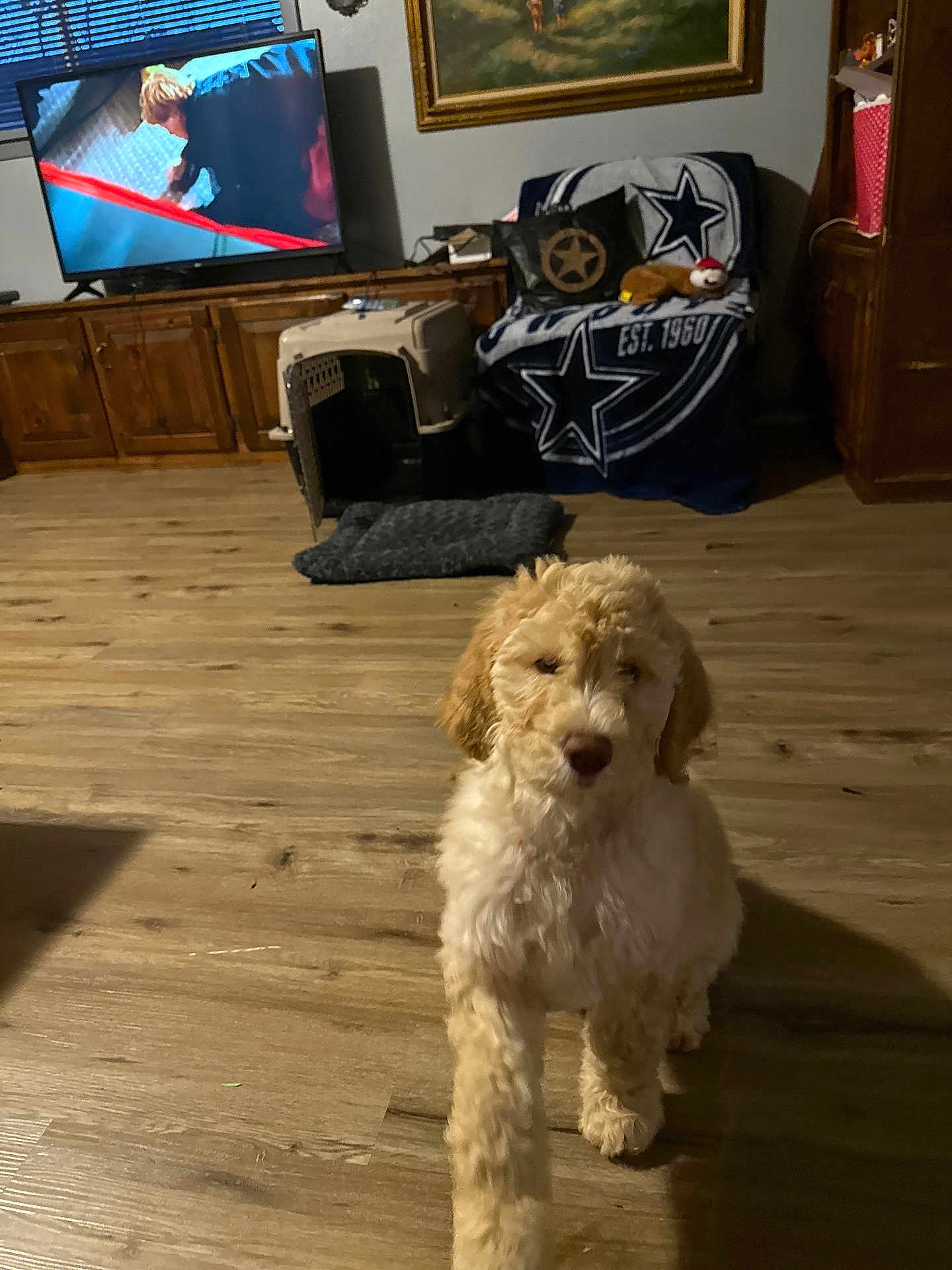 Sunni is registered to the contest to win money with this photo: dog, puppy, living_room, wooden_floor, television, tv_screen, pet_crate, dog_bed, blanket, star_logo, pillow, plush_toy, cabinet, painting, window, rug, furniture, cozy, indoor, home_decor
