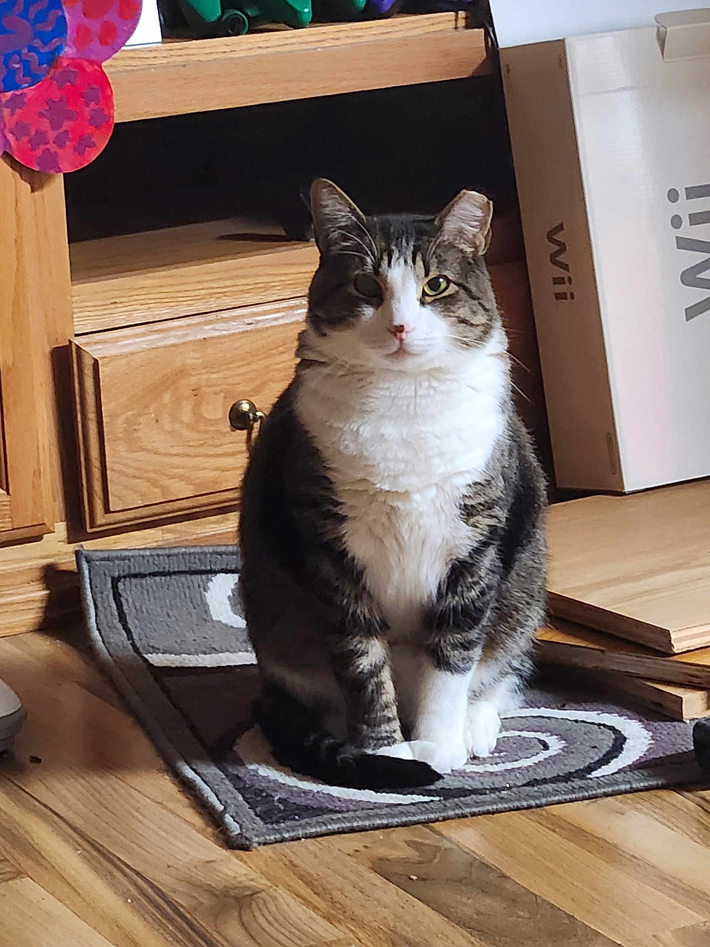 Vinny joined the competition — help win amazing prizes! cat, feline, tabby_cat, pet, indoor, sitting, rug, wooden_floor, cabinet, wii_box, whiskers, paws, green_eyes, portrait, furniture, home, curious, chubby, fur, mammal