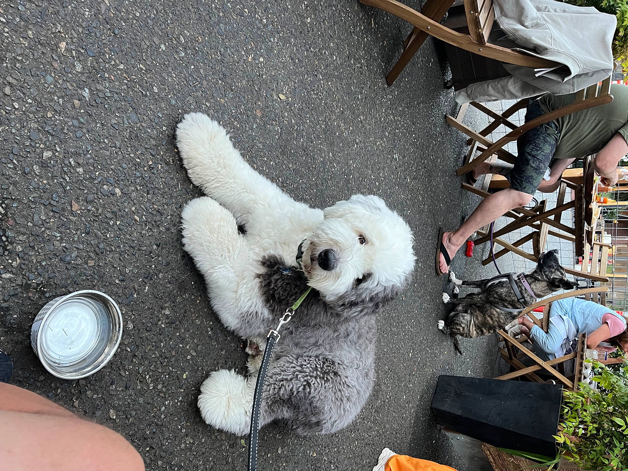 Gumbo joined the competition — help win amazing prizes! asphalt, canidae, chair, coin, companion_dog, currency, dog_breed, fashion_accessory, fur, personal_protective_equipment, plant, plush, road_surface, sidewalk, sporting_group, stuffed_toy, toy, toy_dog, white, winter