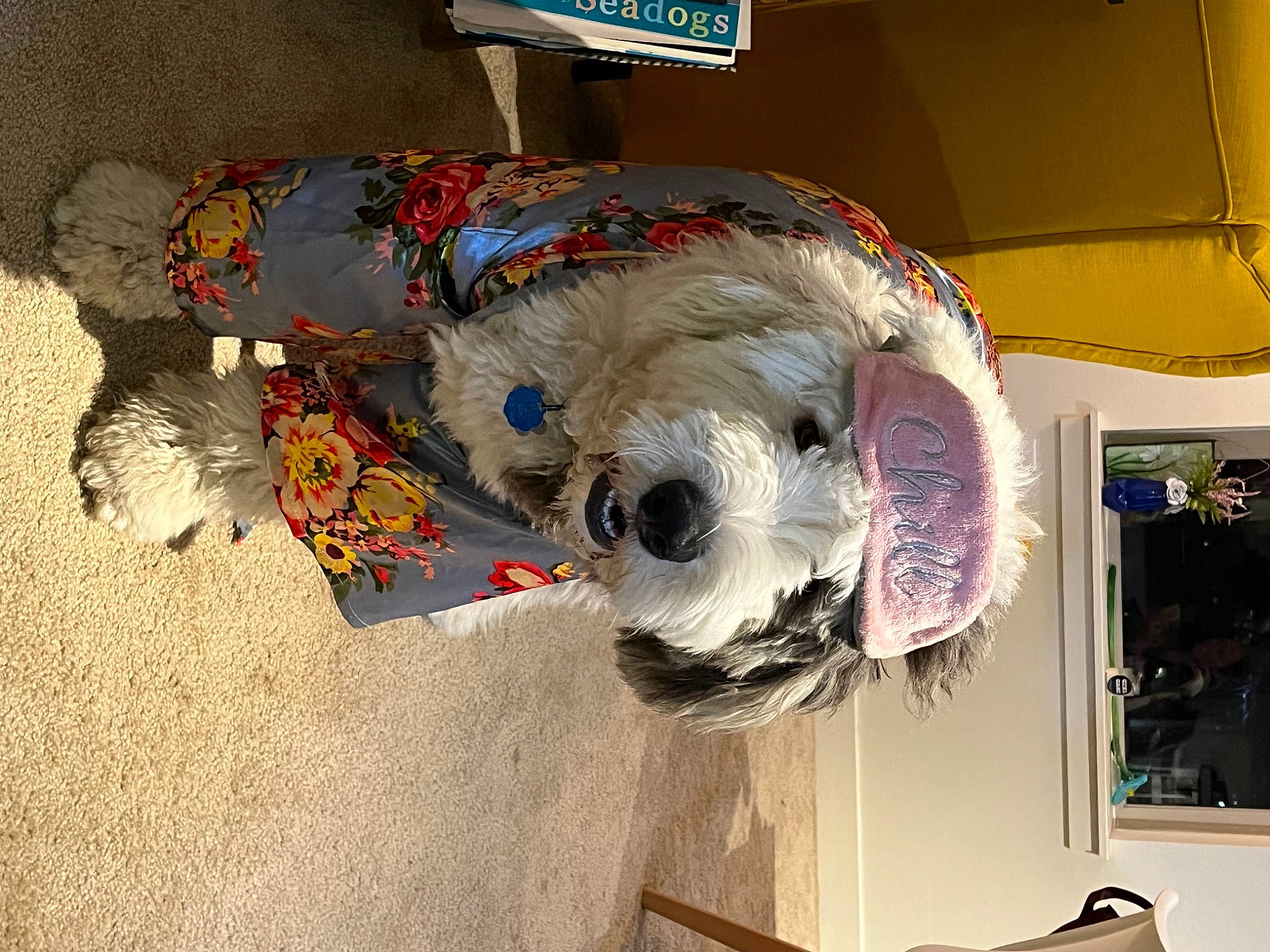 Gumbo is registered to the contest to win money with this photo: art, canidae, carmine, carnivore, companion_dog, costume, dog_breed, dog_clothes, event, fur, personal_protective_equipment, plush, room, sporting_group, stuffed_toy, toy, visual_arts, working_animal