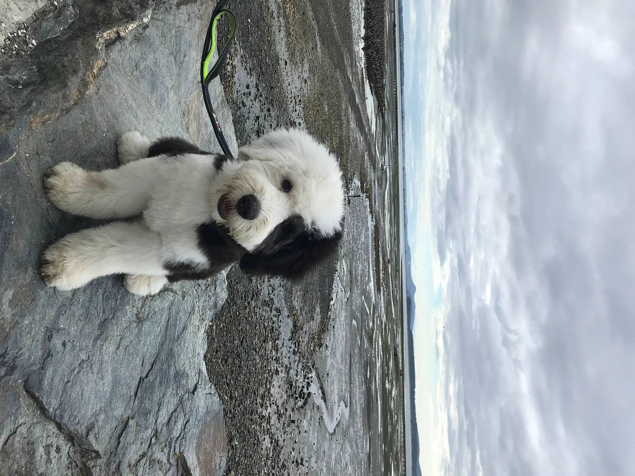 Gumbo joined the competition — help win amazing prizes! canidae, carnivore, cloud, dog, dog_breed, fur, panda, rock, sky, snout, sporting_group, tail, terrestrial_animal, tree, trunk, water, wildlife, winter, wood