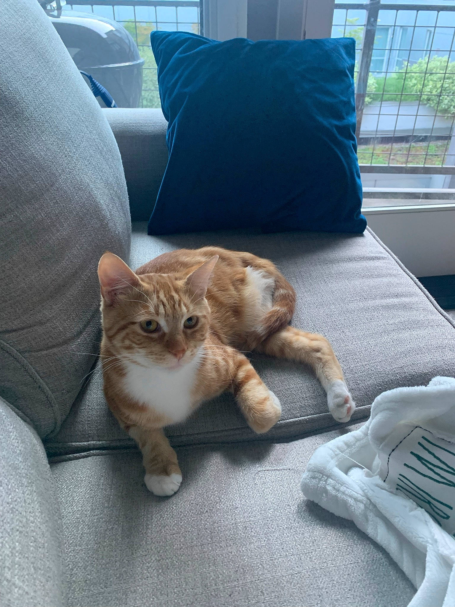 Oliver joined the competition — help win amazing prizes! carnivore, cat, comfort, companion_dog, couch, domestic_short_haired_cat, fawn, felidae, floor, flooring, fur, mammal, paw, small_to_medium_sized_cats, snout, tail, vertebrate, whiskers, window, wood