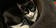 Tauro is registered to the contest to win money with this photo: cat, tuxedo_cat, pet, animal, indoor, cozy, cat_cave, feline, black_and_white, yellow_eyes, carpet, soft_texture, resting, cute, curious, house_pet, whiskers, ears, tail, comfortable