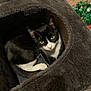 cat, tuxedo_cat, pet, animal, indoor, cozy, cat_cave, feline, black_and_white, yellow_eyes, carpet, soft_texture, resting, cute, curious, house_pet, whiskers, ears, tail, comfortable