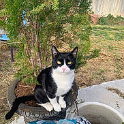 Tauro joined the competition — help win amazing prizes! cat, black_and_white_cat, plant_pot, garden, greenery, outdoor, feline, sitting, curious, pet, nature, yard, grass, tree, succulent, container, soil, daylight, animal, domestic_cat