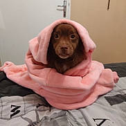 Pacha a rejoint le concours — aidez-le/la à gagner de superbes lots ! dog, brown_dog, blanket, pink_blanket, bed, indoor, pet, animal, cute, cozy, fur, face, portrait, looking, snug, curious, soft, resting, wrapped, home